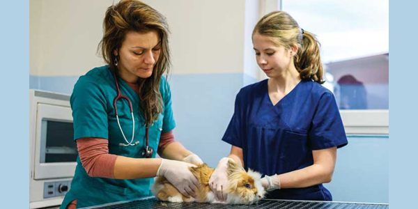 How to increase veterinary nurse retention