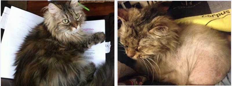 An in-depth look at treating diabetes mellitus in cats