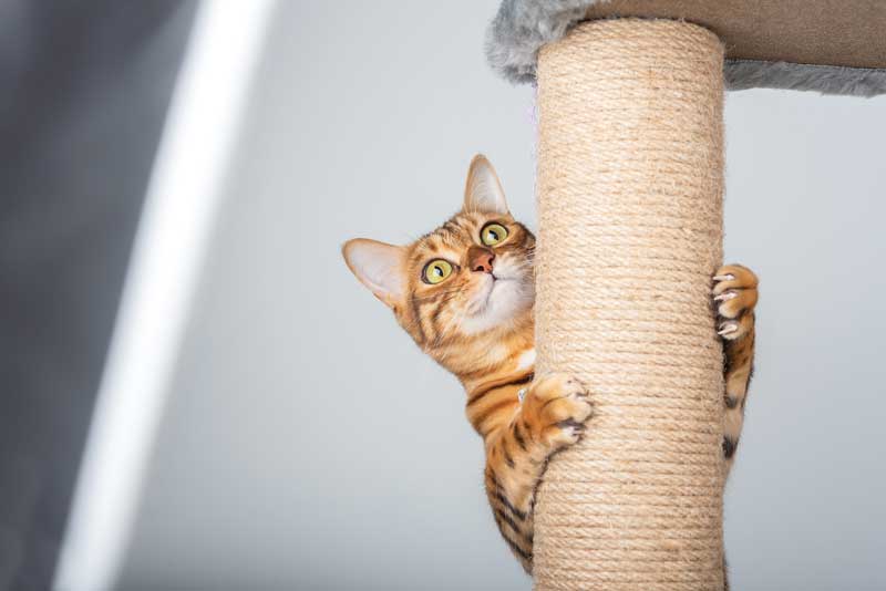 Low levels of exercise are associated with an increased risk of obesity in both cats and dogs, so it is possible regular physical activity may be protective against becoming overweight.
