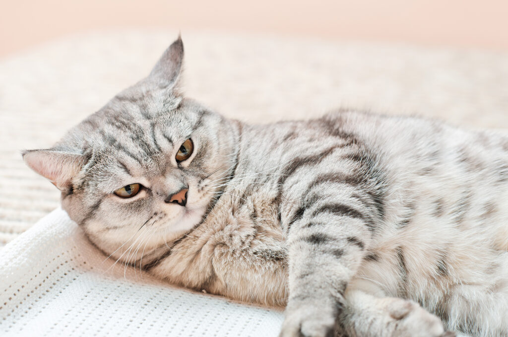 Veterinary efforts critical in fight against AMR