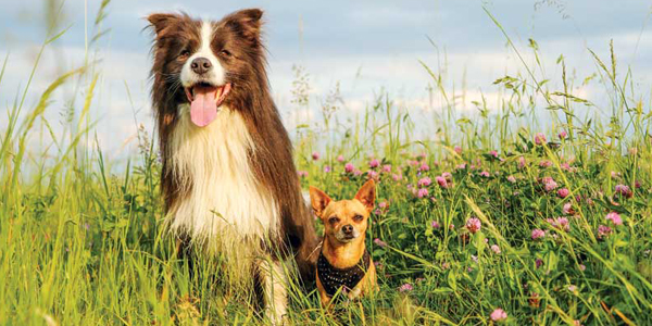 UpTICKS in tick-borne disease risk