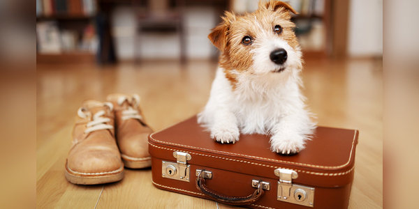 Pet-friendly vacation spots ranked on hotels, DVM services