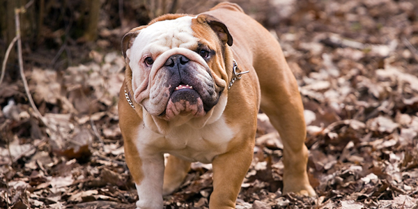 English bulldog breeding practices require ‘urgent action’