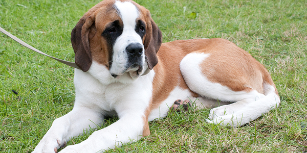 Limb-sparing options for osteosarcoma-diagnosed dogs to be explored