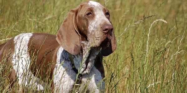 Ancient Italian breed recognized by AKC