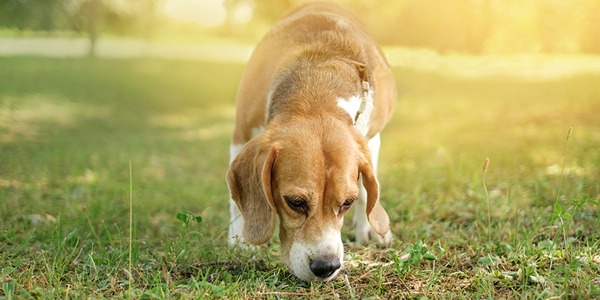 Dogs’ sense of smell integrated with vision