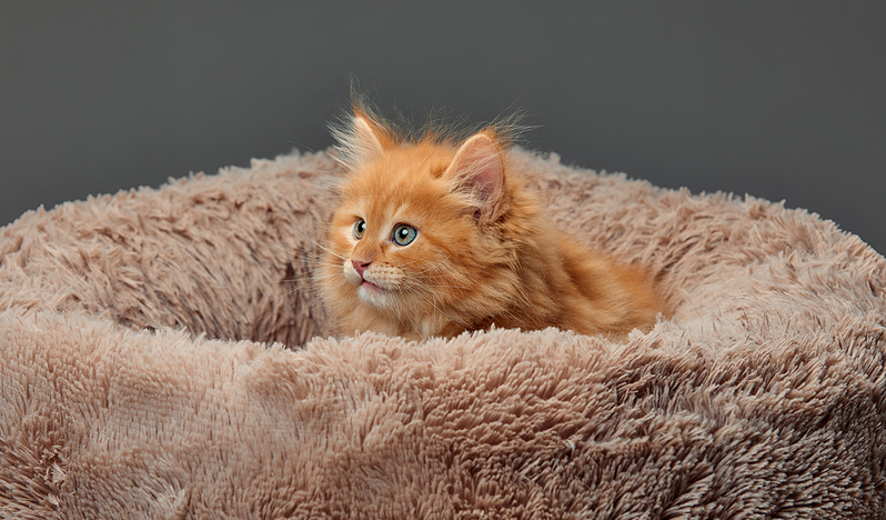 Improving the likelihood of a cat finding and staying in its forever home is the goal of a new study underway at the Atlantic Veterinary College (AVC) at the University of Prince Edward Island (UPEI). Photo ©BigStockPhoto.com