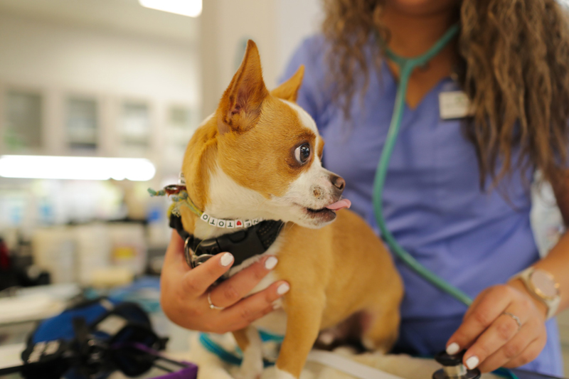 Pets in many of Canada’s underserved and remote communities will soon have improved access to care, thanks to new funding from PetSmart Charities of Canada. Photo courtesy PetSmart Canada