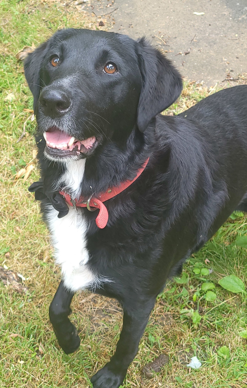 Purina PetCare is introducing three life-saving canines into its Animal Hall of Fame in celebration of their heroic acts. Photos courtesy Nestle Canada