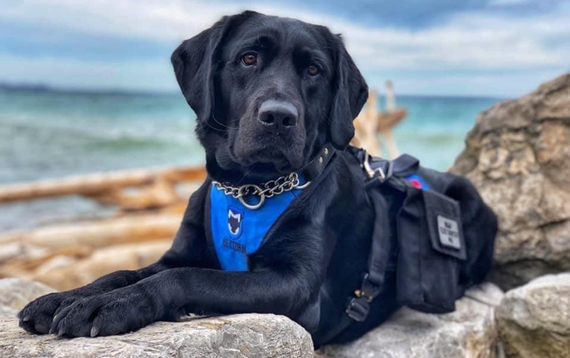 Purina PetCare is introducing three life-saving canines into its Animal Hall of Fame in celebration of their heroic acts. Photos courtesy Nestle Canada
