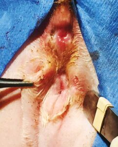 Figure 2: The skin folds are pronounced and vertically oriented. Photos courtesy Gary Norsworthy