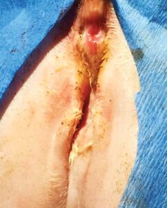 Figure 3: The skin folds cover the opening to the vulva so urine is trapped in the folds predisposing the cat to ascending bacterial infections.