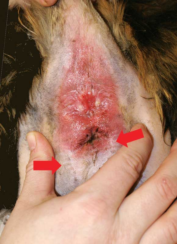 Figure 7: This cat had surgery but continued to gain weight. The suture line from the surgery can be seen. (Arrows) A second surgery was necessary because the skin folds reformed due to the cat continuing to gain weight. Post-surgical weight control is essential.
