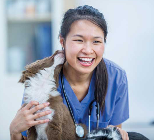The goal of a ‘Victory Visit’ is to make dogs more comfortable and familiar with the veterinary practice. Key to this is the introduction of clinic visits during a puppy’s critical socialization period, which normally occurs between eight and 16 weeks of age. Photo ©iStock / Getty Images Plus/FatCamera/938123486