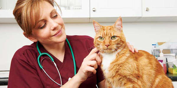 Urinary tract obstruction in cats