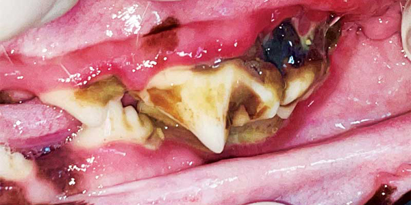 Nutrition’s role in dental health