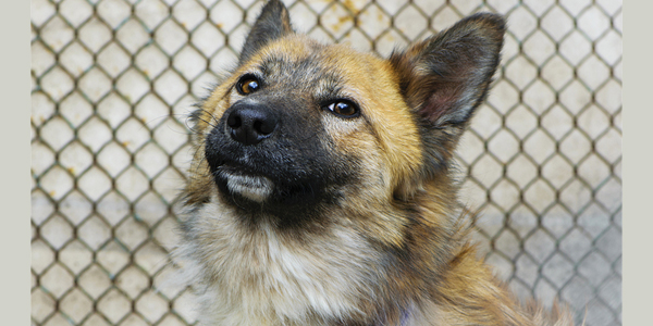 $100M donation milestone supports pets in need