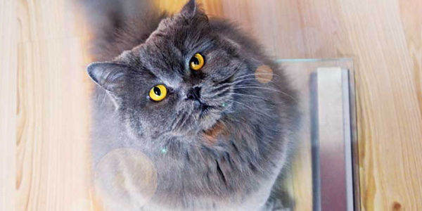 Perivulvar skin fold disease in obese cats