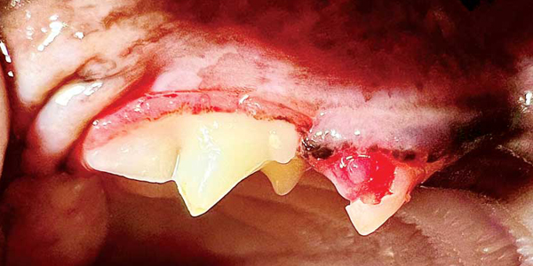 Diagnosing tooth resorption in cats and dogs Veterinary Practice