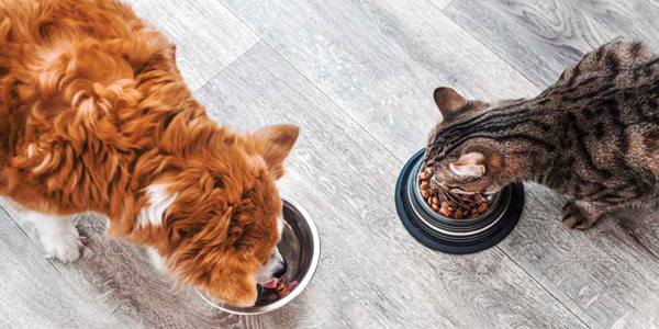 Spice up a pet’s life through diet and nutrition