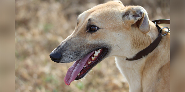 Monkeypox detected in domestic dog