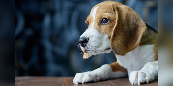 Rescue, rehoming of 4,000 beagles underway