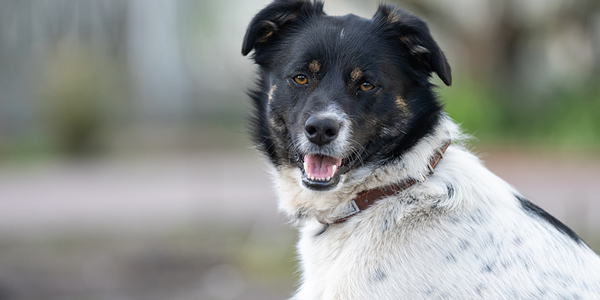 COVID testing for pets supports One Health initiative
