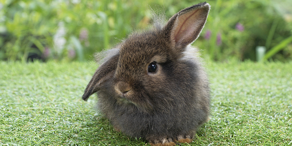 Deadly rabbit disease might soon have treatment