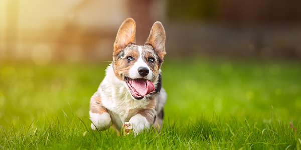 Personalized canine vaccine plans help improve owner compliance