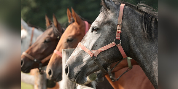 Generic firocoxib tablets approved for equine OA pain relief