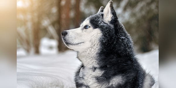Canine diabetes diagnoses more common in cool temps