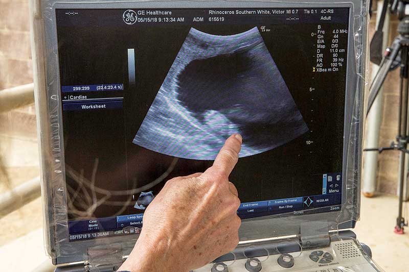 Un ultrasonido en el rinoceronte blanco del sur Victoria para verificar su embarazo de IA en 2018.