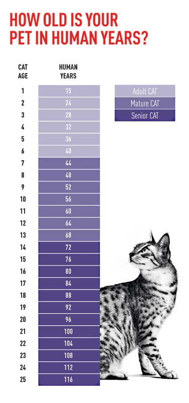 While a nutritional assessment should be done at every appointment, regardless of age, these assessments are particularly important for senior cats. Chart courtesy Royal Canin
