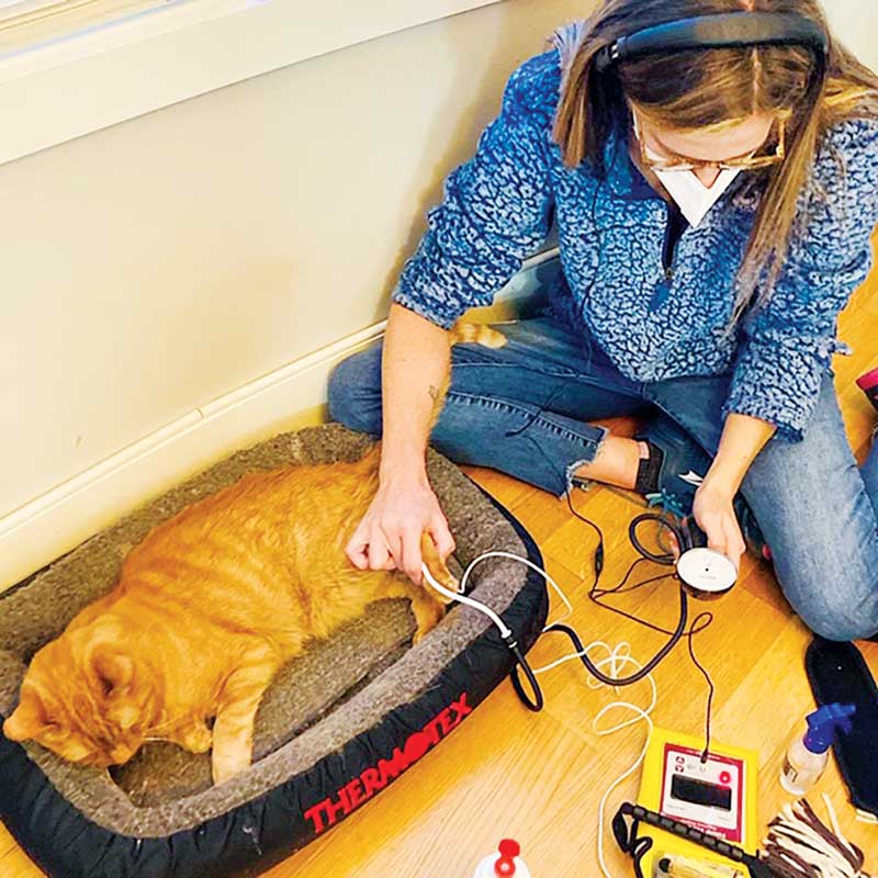 Utilizing a home environment and a comfortable heated bed, Claire is able to collect accurate blood pressure readings on this feline patient, evoking little to no stress on the patient.