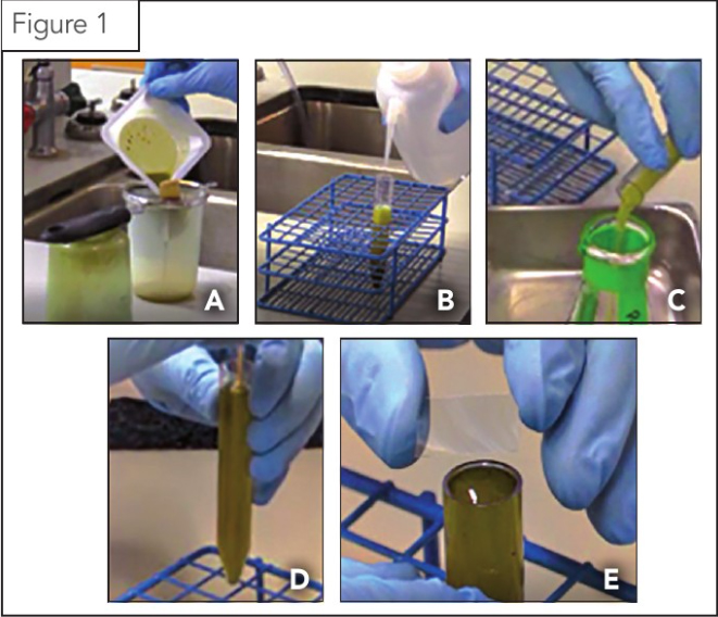 The modified double centrifugal flotation procedure is carried out using a series of sequential steps: A) homogenize and strain slurry (sample + water); B) spin in centrifuge (sample + water); C) decant; D) re-suspend pellet in media; and E) top off tube with media, place coverslip, and carry out final centrifugal spin.