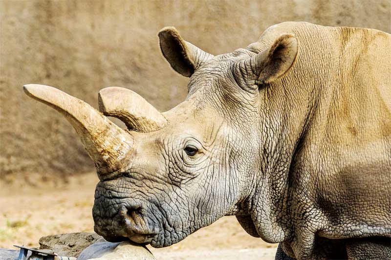 Vets help in aiding northern white rhino - Veterinary Practice News