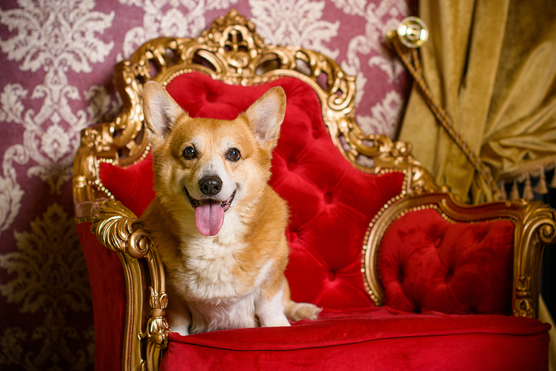 Following the death of Her Majesty Queen Elizabeth II, Muick and Sandy—the reigning ‘royal corgis’—have moved out of Buckingham Palace. Photo ©BigStockPhoto.com