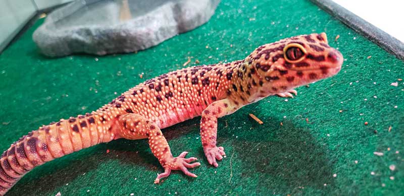 While a growing number of reptiles are being kept as pets, there is still much to be learned about the parasitic infections these creatures may harbour.