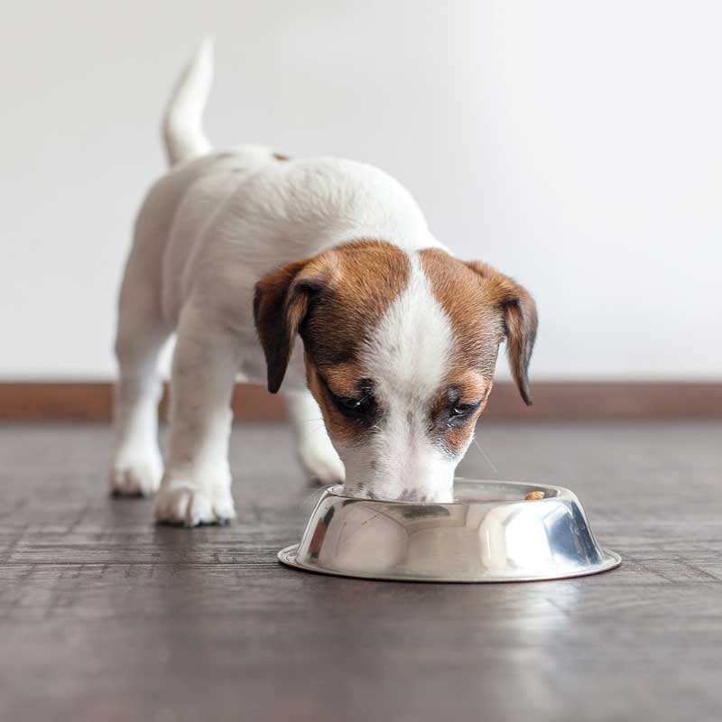 We cannot ignore the potential risks associated with feeding a homemade diet, including concerns that it may not be complete and balanced.