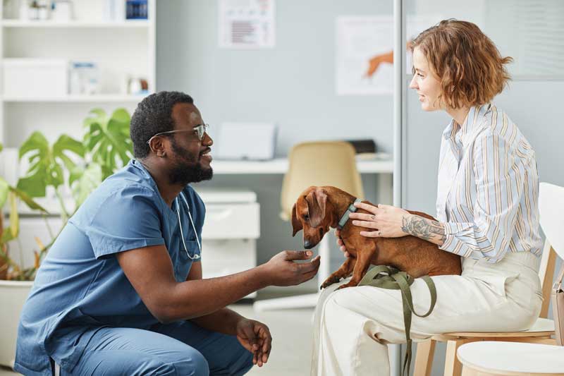 If a pet owner mentions they are feeding a homemade diet, express interest by asking questions. This conveys you want to work with them to ensure their pet’s diet is healthy.