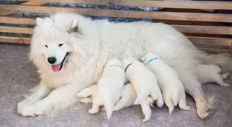 When it comes to canine delivery, early diagnosis of potential problems will help prevent any life-threatening emergency and increase the chance of a healthy delivery.