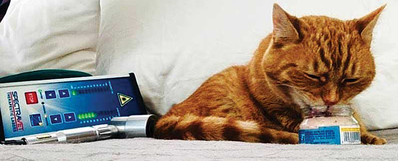 Senior cat enjoys frozen meat baby food during his laser therapy session. Photos courtesy Claire Primo