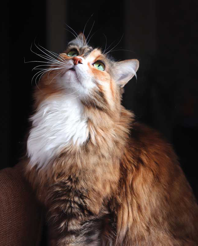 While further research is certainly warranted, abandoning conventional diets in favour of less thoroughly evaluated alternatives based on theoretical reasoning about what is ‘natural’ for cats is not a good strategy for optimizing the health of our feline friends.