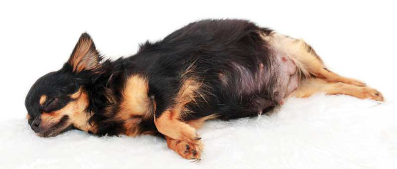 Photo 104097479 © Thisislover | Dreamstime.com