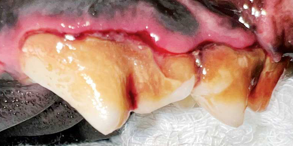 What can cause pet tooth resorption?