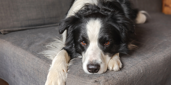 Lower-stress care for dogs starts at home
