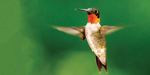 What veterinarians can learn from hummingbirds