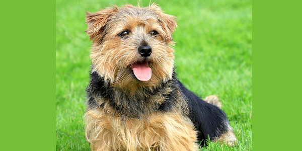 Daily CBD ‘well tolerated’ in healthy dogs, study shows