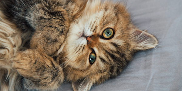 FIP guidelines offer hope for quick diagnosis
