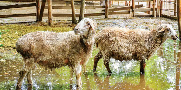 Veterinarians on the forefront of climate change impact